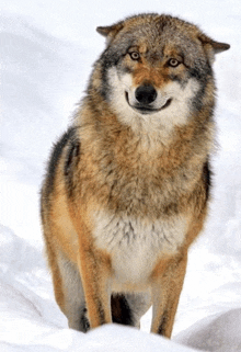 a close up of a wolf in the snow