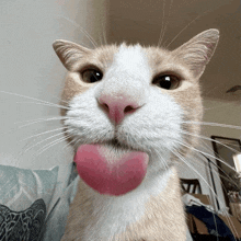 a close up of a cat with its pink tongue sticking out