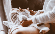 a woman in a white sweater is holding a white and orange cat