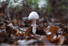 a small white mushroom is growing out of a pile of brown leaves