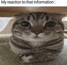 a cat with its arms crossed looks at the camera with the caption my reaction to that information .