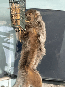 a furry animal is standing next to a bird feeder with hay in it