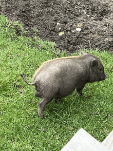 a small pig is walking on a lush green field of grass