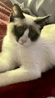 a black and white cat laying on a bed