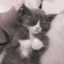 a gray and white kitten is sleeping on a blanket .