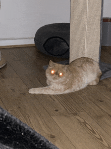 a cat laying on a wooden floor with its eyes lit up