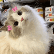 a white cat with a pink bow on its head is looking up .