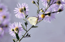 a butterfly perched on a purple flower with a yellow center