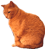 an orange cat sitting on a white background looking to the side