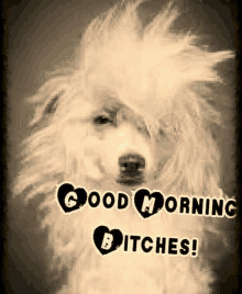 a picture of a poodle with the words " good morning bitches " on it