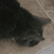 a close up of a cat 's face on a tiled floor