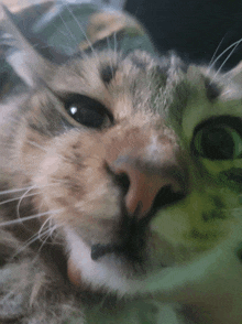 a close up of a cat 's nose with a green eye