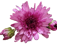 a close up of a purple flower with two buds