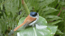 a small bird with a blue head is perched on a leaf