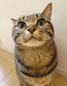 a cat looking up at the camera with a white wall in the background