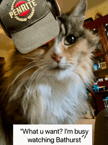 a cat wearing a penrite hat is looking at the camera