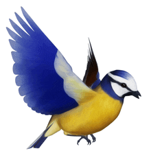 a blue and yellow bird with its wings outstretched on a white background