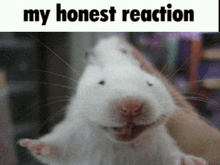 a picture of a hamster with the words my honest reaction above it