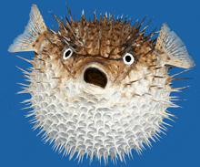 a brown and white puffer fish with a surprised look on its face