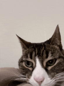 a close up of a cat 's face with green eyes