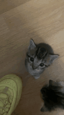 a small kitten looking up next to a pair of yellow shoes