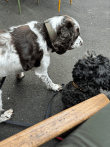 a brown and white dog and a black dog are looking at each other