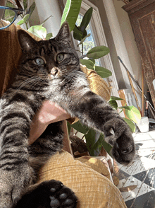 a cat is laying on someone 's lap and looking up at the camera