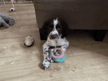 a black and white dog is laying on a wooden floor with toys