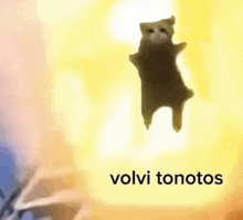 a cat is flying through the air in front of a yellow background with the words volvi tonotos .