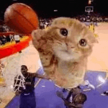 a cat is holding a basketball in its mouth while a basketball player tries to block it .