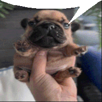 a person is holding a pug puppy with a speech bubble behind it