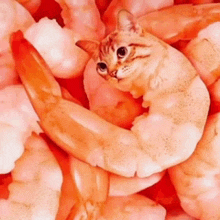 a cat is sitting in a pile of shrimp looking at the camera