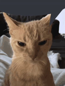 a close up of a cat sitting on a bed