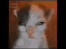 a close up of a cat 's face with a watermark that says t.me/ round offbet