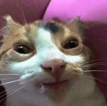 a close up of a cat 's face on a pink surface