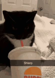 a black and white cat drinking from a cup that says dunkin donuts