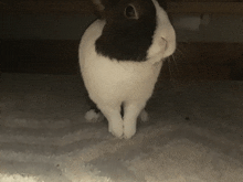 a black and white rabbit is standing on a white carpet