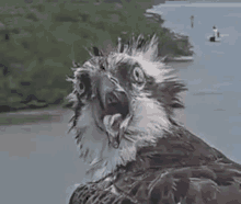 a close up of an osprey with its beak open and a fish in its mouth .