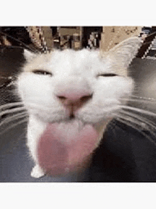 a white cat with a pink tongue sticking out of its mouth .