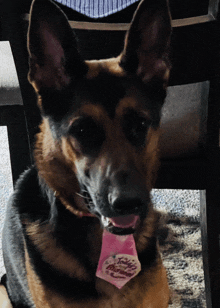 a german shepherd wearing a pink tag that says teddy bear on it