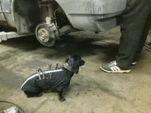 a dachshund wearing a jacket with wrenches attached to it is sitting next to a car in a garage .