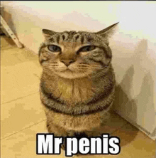 a cat is standing next to a wall and looking at the camera with the words `` mr penis '' written on it .