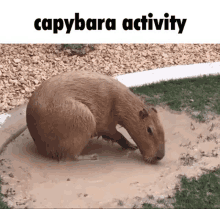 a capybara is crawling through a muddy puddle of water .