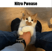 a cat sitting on a person 's lap with the caption nitro pwease above it