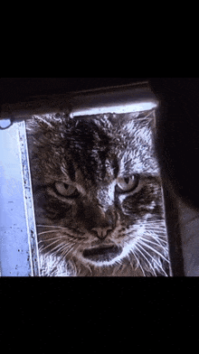 a close up of a cat 's face looking out of a window