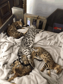 a group of cats laying on a bed with blankets