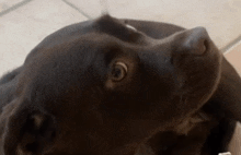 a close up of a brown dog 's face looking up