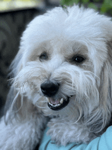 a close up of a dog 's face with its mouth open