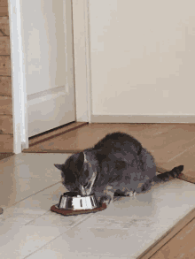 a gray cat is eating from a silver bowl on the floor