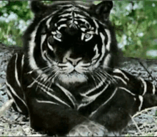 a black and white tiger is laying on the ground looking at the camera .